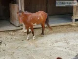 Miniature mare