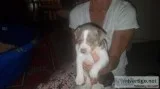Rat Terrier Pups