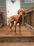 Vizsla male purebred