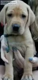 2 Male AKC yellow labs