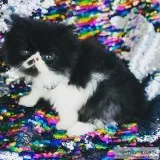 Teacup TINY Persian Kittens