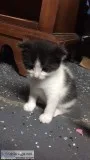 Free Kittens