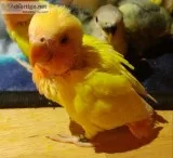 Lovebird babies