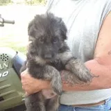5 Sweet AKC CKC German Shepherd Puppies