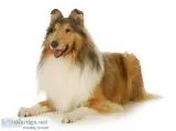ISO young female Collie