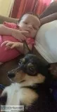 Jack Russell miniature pinscher (small dog)