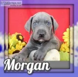Morgan Male AKC Great Dane