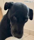 Sweet Dog Looking for New Home