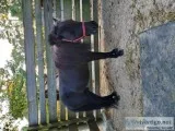 Miniature stallion