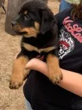Wonderful Purebred Rottweiler asking extremely loving family.