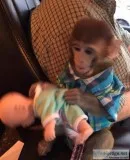 Rhesus Macaque Monkey For Adoption