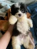 Shihtzu mixed