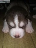 Siberian Husky Puppies
