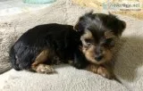 Yorkie Puppies