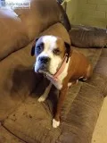 Sweet Boxer needs a new home