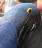 Versatile Hyacinth Macaw parrots