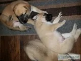 English mastiff white german shepard mix puppies
