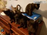 Free kittens