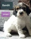 Bandit Female Golden English Labradoodle
