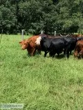 Brangus AngusRed Brangus crossbreed