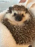 Hedgehog and cage