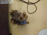 Male Yorkie for sale