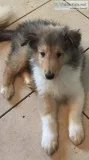 Beautiful Collie Puppies