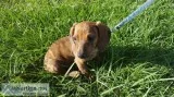 Minature Dachsund Puppy
