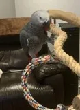 Jasdeting Congo african greys