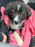 Border Collie Pup