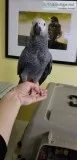 ADORABLE PAIR OF AFRICAN GREY PARROT WITH CAGE