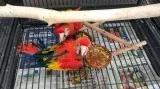 4 years old playful hand reared scarlet macaw birds