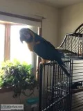 Blue and Gold Macaw