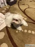 Female Maltese Puppy