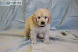 Goldendoodle Puppies