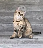 &quotBella&quot Scottish Straight girl Black Tortie Spotted Tabb