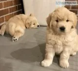 Golden retriever puppies
