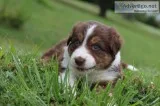 Beautiful Australian collie puppies