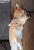Shiba inya