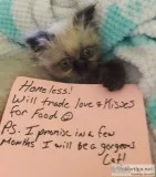 Teacup himalayan kitten 