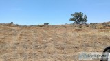Affordable Weed Abatement Contractor in Murrieta - Call Now