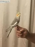 Beautiful tame cockatiels.