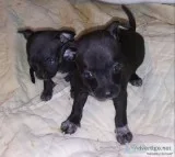 Chihuahuas