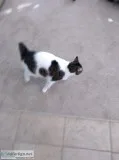 Manx cat