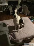 Pitbull mix