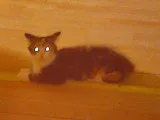 American Bobtail female mix