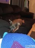Sweet dog
