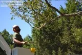 Tree Cutting Services Sydney