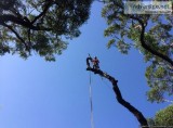 Tree Care Services in Sydney