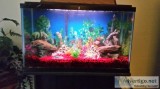 50 GALLON FISH TANK STAND WITH ALL THE ACCESSORIES
